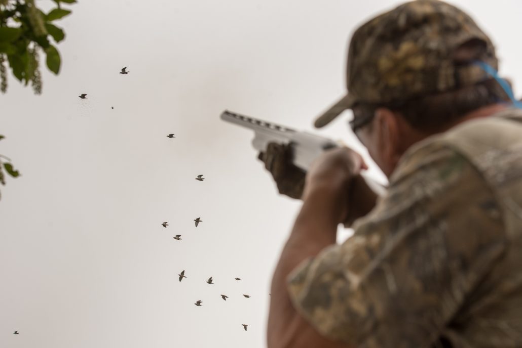 shooting doves in argentina